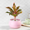 Dracaena Plant in Pink Round Pot Online