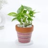 Gift Elegant Aztec Print Planter And Money Plant Combo