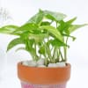 Buy Elegant Aztec Print Planter And Money Plant Combo