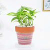 Elegant Aztec Print Planter And Money Plant Combo Online