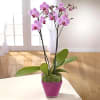 Elegant Beauty Orchids Plant Online