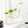 Gift Elegant Money Plant With Gold Metal Stand