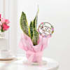 Buy Elegant Mother's Day Snake Plant Gift