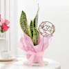 Elegant Mother's Day Snake Plant Gift Online