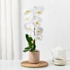 Gift Elegant Orchid In Coffee Planter