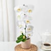 Buy Elegant Orchid In Coffee Planter
