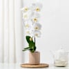 Elegant Orchid In Coffee Planter Online
