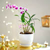 Gift Elegant Orchid Plant For Mother's Day