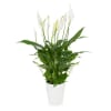 Elegant Peace Lily Plant Online
