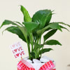 Gift Elegant Peace lily with platter vase