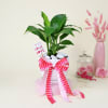 Elegant Peace lily with platter vase Online