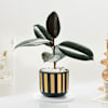 Elegant Rubber Plant And Gold Strip Pot Online