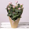 Elegant Valentine's Day White Rose Plant Online