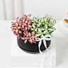 Gift Elegant White And Pink Fittonia Duo Planter