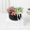 Elegant White And Pink Fittonia Duo Planter Online