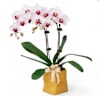 Elegant White Phalaenopsis Orchids Online