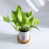 Buy Empowering Women's Day Planter And Money Plant