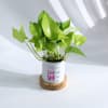 Shop Empowering Women's Day Planter And Money Plant