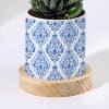 Gift Enchanting Grace - Haworthia Succulent With Pot
