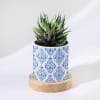 Enchanting Grace - Haworthia Succulent With Pot Online