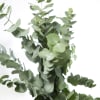 Eucalyptus Cinerea (Bunch of 10) Online