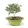 European Olive Potted Bonsai Plant Online