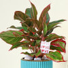 Gift Ever Blooming Aglaonema Plant with Planter
