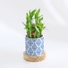 Gift Evergreen - 2 Layer Bamboo Plant With Pot