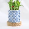 Buy Evergreen - 2 Layer Bamboo Plant With Pot