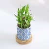 Shop Evergreen - 2 Layer Bamboo Plant With Pot