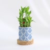 Evergreen - 2 Layer Bamboo Plant With Pot Online