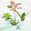 Evergreen Harmony Plant Bundle Online