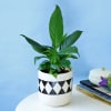 Gift Evergreen Peace Lily Plant in a Classy Planter