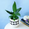Buy Evergreen Peace Lily Plant in a Classy Planter