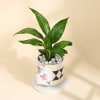 Gift Evergreen Peace Lily Plant In A Designer Diamond Planter for Mom