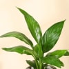 Buy Evergreen Peace Lily Plant In A Designer Diamond Planter for Mom