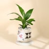 Evergreen Peace Lily Plant In A Designer Diamond Planter for Mom Online