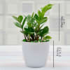 Gift Evergreen ZZ Plant (Less Light/Less Water)