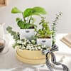 Gift Everlasting Green Plant Combo
