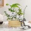 Everlasting Green Plant Combo Online