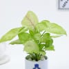 Shop Evil Eye Bhai Bhabi Rakhi And Syngonium Plant Combo