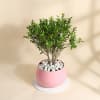 Gift Extraordinary Ficus Benjamina Bonsai With Pink Metal Planter