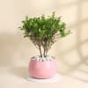 Extraordinary Ficus Benjamina Bonsai With Pink Metal Planter Online