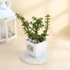 Gift Father's Day Best Dad Ever Jade Plant In Ceramic Planter