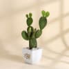 Gift Father's Day Best Dad Ever Rabbit Cactus Plant