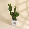 Buy Father's Day Best Dad Ever Rabbit Cactus Plant