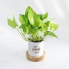 Gift Father's Day Best Papaji Ever Money Plant With Pot