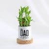 Father's Day Dad Of The Century Bamboo Plant With Pot Online