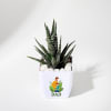 Gift Father's Day Haworthia Plant In Blossom Planter