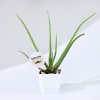 Gift Father's Day Love You Dad Aloe Vera Plant With Planter
